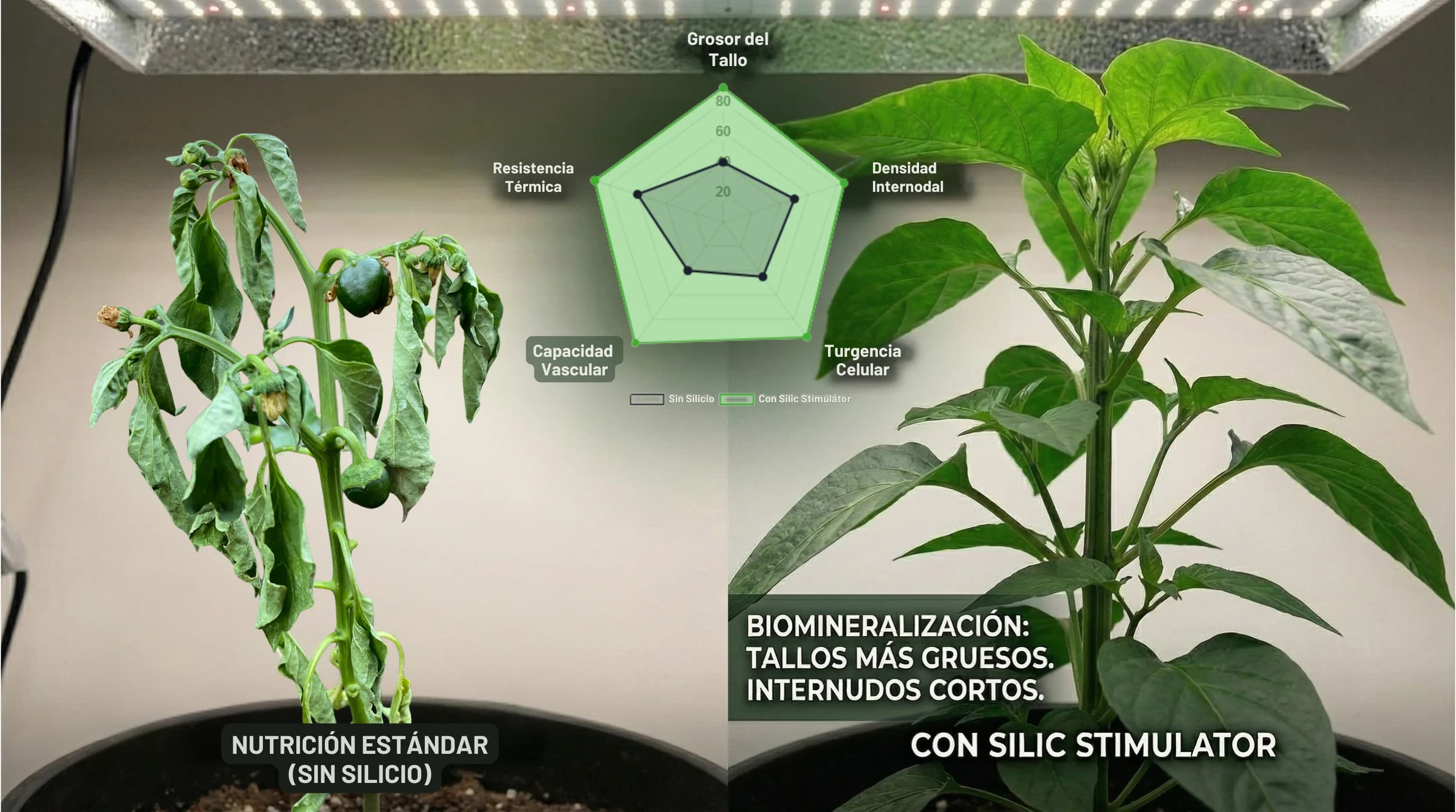 Nutrición en fase de crecimiento: cómo conseguir plantas fuertes y sin carencias