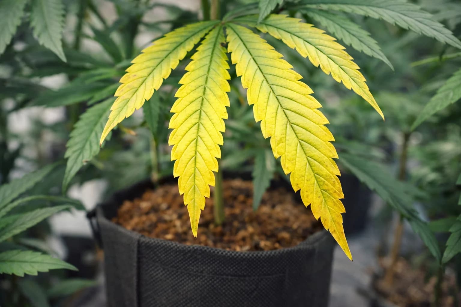 Errores más comunes al fertilizar cannabis indoor y cómo evitarlos