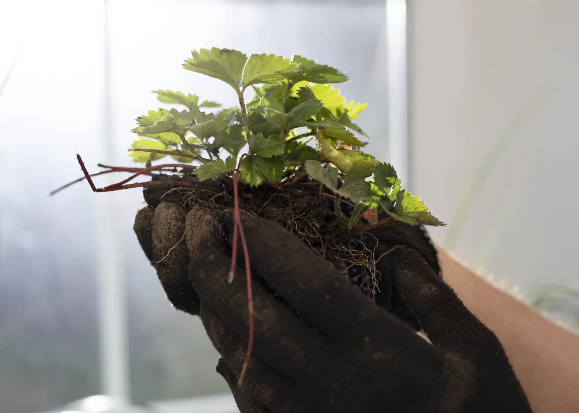 Manos sosteniendo una planta con las raíces desnudas y húmedas tras un lavado de raíces